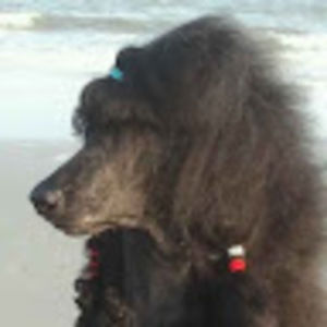 Meet your Posher, Joy